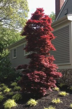 Twombly's Red Sentinel Japanese Maple - 5 Gallon Pot (4-5') 12 Twombly's Red Sentinel Japanese Maple - 5 Gallon Pot (4-5') -Orchard Essence Japanese Maple Twomblys Red Sentinel 10 1