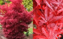 Twombly's Red Sentinel Japanese Maple - 5 Gallon Pot (5-6') -Orchard Essence Japanese Maple Twomblys Red Sentinel Fall Color