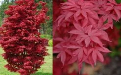 Twombly's Red Sentinel Japanese Maple - 5 Gallon Pot (5-6') -Orchard Essence Japanese Maple Twomblys Red Sentinel Spring