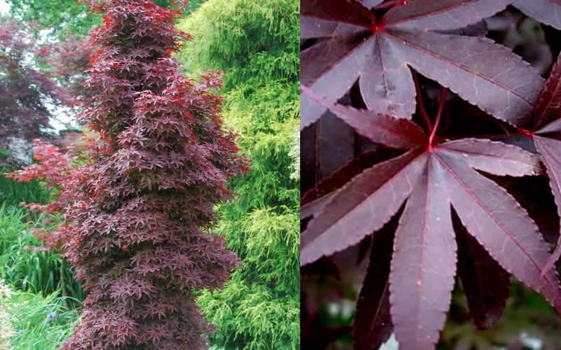 Twombly's Red Sentinel Japanese Maple - 5 Gallon Pot (4-5') 8 Twombly's Red Sentinel Japanese Maple - 5 Gallon Pot (4-5') - Image 6