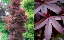 Twombly's Red Sentinel Japanese Maple - 2 Gallon Pot (3-4') -Orchard Essence Japanese Maple Twomblys Red Sentinel Summer 2