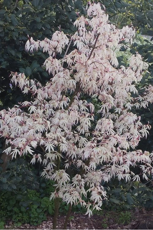 Ukigumo Floating Cloud Ghost Japanese Maple - 7 Gallon Pot 6 Ukigumo Floating Cloud Ghost Japanese Maple - 7 Gallon Pot - Image 4