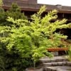 Ukon Japanese Maple (Aoyagi) - 3 Gallon Pot -Orchard Essence Japanese Maple Ukon 4 1