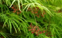 Viridis Dwarf Green Japanese Maple - 5 Gallon Pot -Orchard Essence Japanese Maple Viridis 11 1