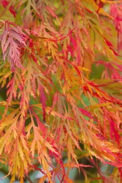 Viridis Dwarf Green Japanese Maple - 5 Gallon Pot -Orchard Essence Japanese Maple Viridis 12 1