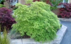 Viridis Dwarf Green Japanese Maple - 1 Gallon Pot -Orchard Essence Japanese Maple Viridis 17