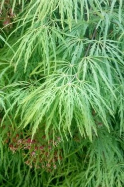Viridis Dwarf Green Japanese Maple - 1 Gallon Pot -Orchard Essence Japanese Maple Viridis 19