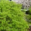 Viridis Dwarf Green Japanese Maple - 1 Gallon Pot 1 Viridis Dwarf Green Japanese Maple - 1 Gallon Pot -Orchard Essence Japanese Maple Viridis 21