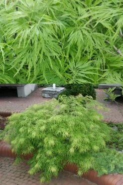 Viridis Dwarf Green Japanese Maple - 1 Gallon Pot -Orchard Essence Japanese Maple Viridis 500x750 1