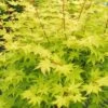 Summer Gold Japanese Maple - 1 Gallon Pot -Orchard Essence Jpanese Maple Summer Gold 2 500x750 1