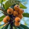 Loquat Tree - Eriobotrya Japonica - 5 Gallon Pot -Orchard Essence Loquat 10 2
