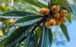 Loquat Tree - Eriobotrya Japonica - 5 Gallon Pot -Orchard Essence Loquat 12 2