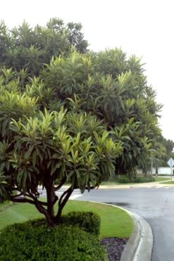 Loquat Tree (Eriobotrya Japonica) - 7 Gallon Pot (6-7') -Orchard Essence Loquat Tree 500x750 2