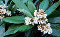 Loquat Tree (Eriobotrya Japonica) - 7 Gallon Pot (6-7') -Orchard Essence Loquat Tree Flowers 1