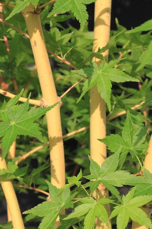 Bihou Yellow Bark Japanese Maple - 1 Gallon Pot 3 Bihou Yellow Bark Japanese Maple - 1 Gallon Pot