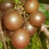 Carlos Bronze Muscadine Grape Vine - 6 Pack Of 1 Gallon Pots -Orchard Essence Muscadine Carlos 1
