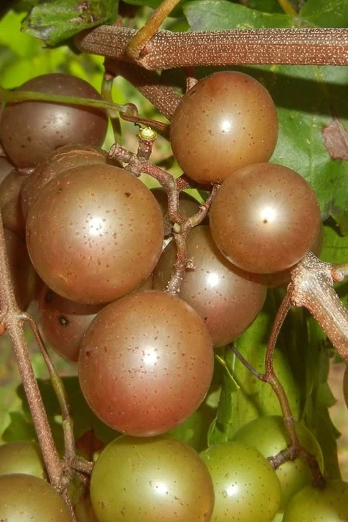 Carlos Bronze Muscadine Grape Vine - 6 Pack Of 1 Gallon Pots -Orchard Essence Muscadine Carlos 1