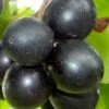 Cowart Black Muscadine Grape Vine - 6 Pack Of 1 Gallon Pots -Orchard Essence Muscadine Cowart 1 1