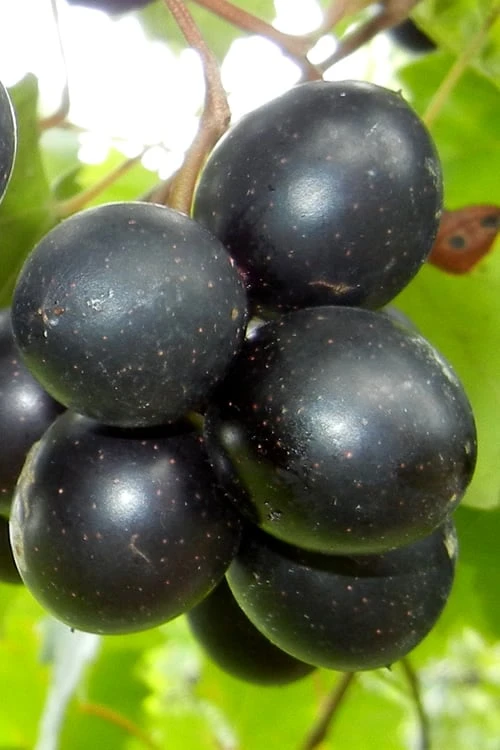Cowart Black Muscadine Grape Vine - 6 Pack Of 1 Gallon Pots -Orchard Essence Muscadine Cowart 1 1