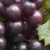 Creek Black Muscadine Grape Vine - 1 Gallon Pot -Orchard Essence Muscadine Creek 1