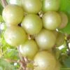 Doreen Bronze Muscadine Grape Vine (Self Fertile) - 1 Gallon Pot -Orchard Essence Muscadine Doreen 1