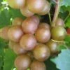 Fry Bronze Muscadine Grape Vine - 6 Pack Of 1 Gallon Pots 1 Fry Bronze Muscadine Grape Vine - 6 Pack Of 1 Gallon Pots -Orchard Essence Muscadine Fry 1 1