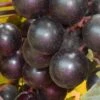 Nesbitt Muscadine Grape Vine - 1 Gallon Pot -Orchard Essence Muscadine Nesbitt 500x750 1