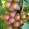 Triumph Muscadine Grape Vine - 1 Gallon Pot -Orchard Essence Muscadine Triumph 1
