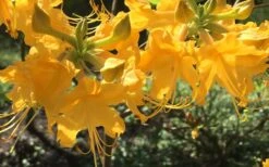 Admiral Semmes Native Azalea - Rhododendron - 3 Gallon Pot -Orchard Essence Native Azalea Admiral Semmes 12