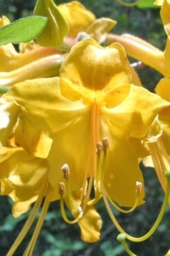 Admiral Semmes Native Azalea - Rhododendron - 3 Gallon Pot -Orchard Essence Native Azalea Admiral Semmes 500x750 1