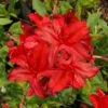 Augies Red Aromi Azalea (Rhododendron Hybrid) - 3 Gallon Pot -Orchard Essence Native Azalea Augies Red 3