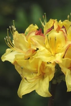 Canary Isles Aromi Azalea (Rhododendron Hybrid) - 3 Gallon Pot -Orchard Essence Native Azalea Canary Isles 4