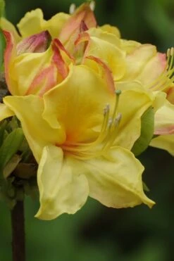 Canary Isles Aromi Azalea (Rhododendron Hybrid) - 3 Gallon Pot -Orchard Essence Native Azalea Canary Isles 5