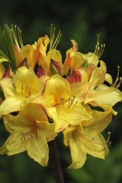 Canary Isles Aromi Azalea (Rhododendron Hybrid) - 3 Gallon Pot -Orchard Essence Native Azalea Canary Isles 7