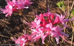 Candy Striper Native Azalea - Rhododendron Canescens - 3 Gallon Pot 10 Candy Striper Native Azalea - Rhododendron Canescens - 3 Gallon Pot -Orchard Essence Native Azalea Candy Striper 1