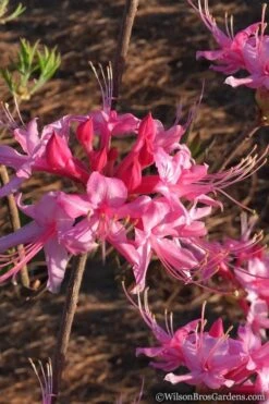 Candy Striper Native Azalea - Rhododendron Canescens - 3 Gallon Pot 11 Candy Striper Native Azalea - Rhododendron Canescens - 3 Gallon Pot -Orchard Essence Native Azalea Candy Striper 2