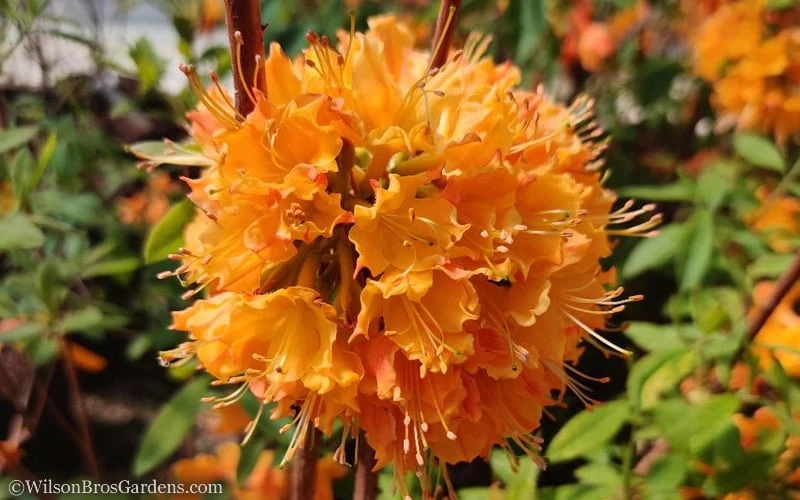 Dons Variegated Native Azalea - Rhododendron - 3 Gallon Pot 7 Dons Variegated Native Azalea - Rhododendron - 3 Gallon Pot - Image 5