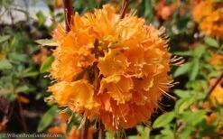 Dons Variegated Native Azalea - Rhododendron - 1 Gallon Pot -Orchard Essence Native Azalea Dons Variegated 10