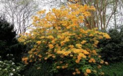 Escatawpa Florida Flame Native Azalea (Rhododendron Austrinum) - 3 Gallon Pot -Orchard Essence Native Azalea Escatawpa 4