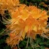 Escatawpa Florida Flame Native Azalea (Rhododendron Austrinum) - 3 Gallon Pot -Orchard Essence Native Azalea Escatawpa 6