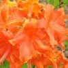 Frontier Gold Aromi Azalea (Rhododendron Hybrid) - 3 Gallon Pot -Orchard Essence Native Azalea Frontier Gold 3