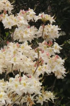 High Tide Aromi Azalea (Deciduous Rhododendron Hybrid) - 3 Gallon Pot -Orchard Essence Native Azalea High Tide 10
