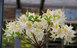 High Tide Aromi Azalea (Deciduous Rhododendron Hybrid) - 3 Gallon Pot -Orchard Essence Native Azalea High Tide 2