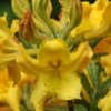 Jane's Gold Aromi Azalea (Rhododendron Hybrid) - 3 Gallon Pot -Orchard Essence Native Azalea Janes Gold 2