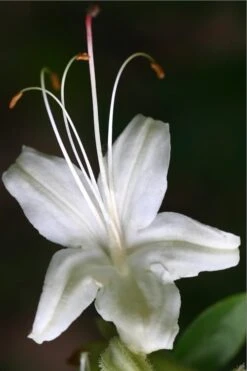 June Jubilee Aromi Azalea (Rhododendron Hybrid) - 3 Gallon Pot -Orchard Essence Native Azalea June Jubilee 2