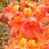 King's Trumpeter Aromi Azalea (Rhododendron Hybrid) - 3 Gallon Pot -Orchard Essence Native Azalea Kings Trumpeter 2