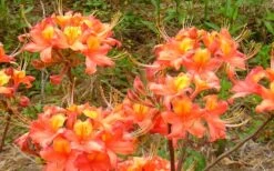 King's Trumpeter Aromi Azalea (Rhododendron Hybrid) - 3 Gallon Pot -Orchard Essence Native Azalea Kings Trumpeter 3