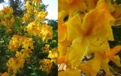 King's Wizard Aromi Azalea (Rhododendron Hybrid) - 3 Gallon Pot 9 King's Wizard Aromi Azalea (Rhododendron Hybrid) - 3 Gallon Pot -Orchard Essence Native Azalea Kings Wizard 4 1