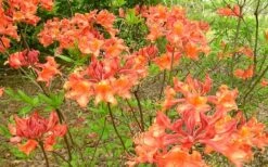Mauvilla Gold Aromi Azalea (Rhododendron Hybrid) - 3 Gallon Pot -Orchard Essence Native Azalea Mauvila Gold 1