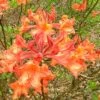 Mauvilla Gold Aromi Azalea (Rhododendron Hybrid) - 3 Gallon Pot 1 Mauvilla Gold Aromi Azalea (Rhododendron Hybrid) - 3 Gallon Pot -Orchard Essence Native Azalea Mauvila Gold 10